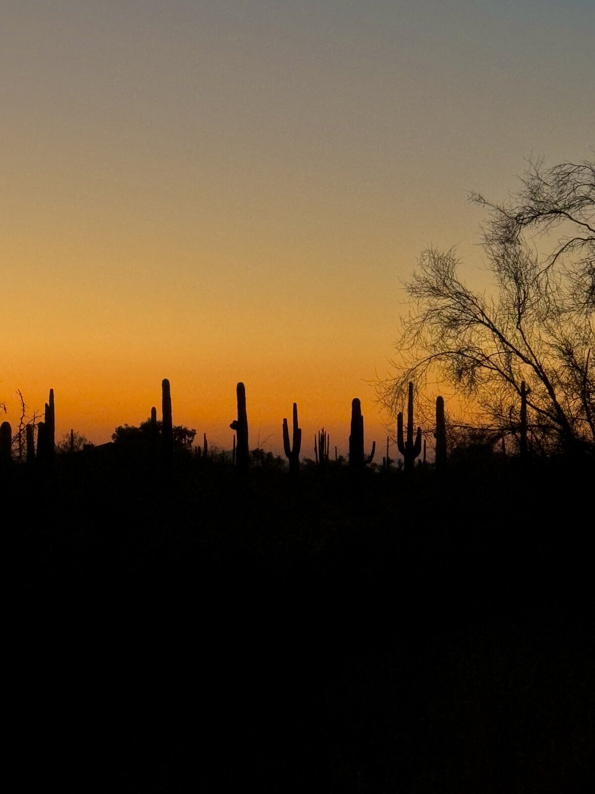 Photo by Zoë Fossé